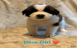 Saint Bernard dogs for sale: 14 Saints Available - Image 28
