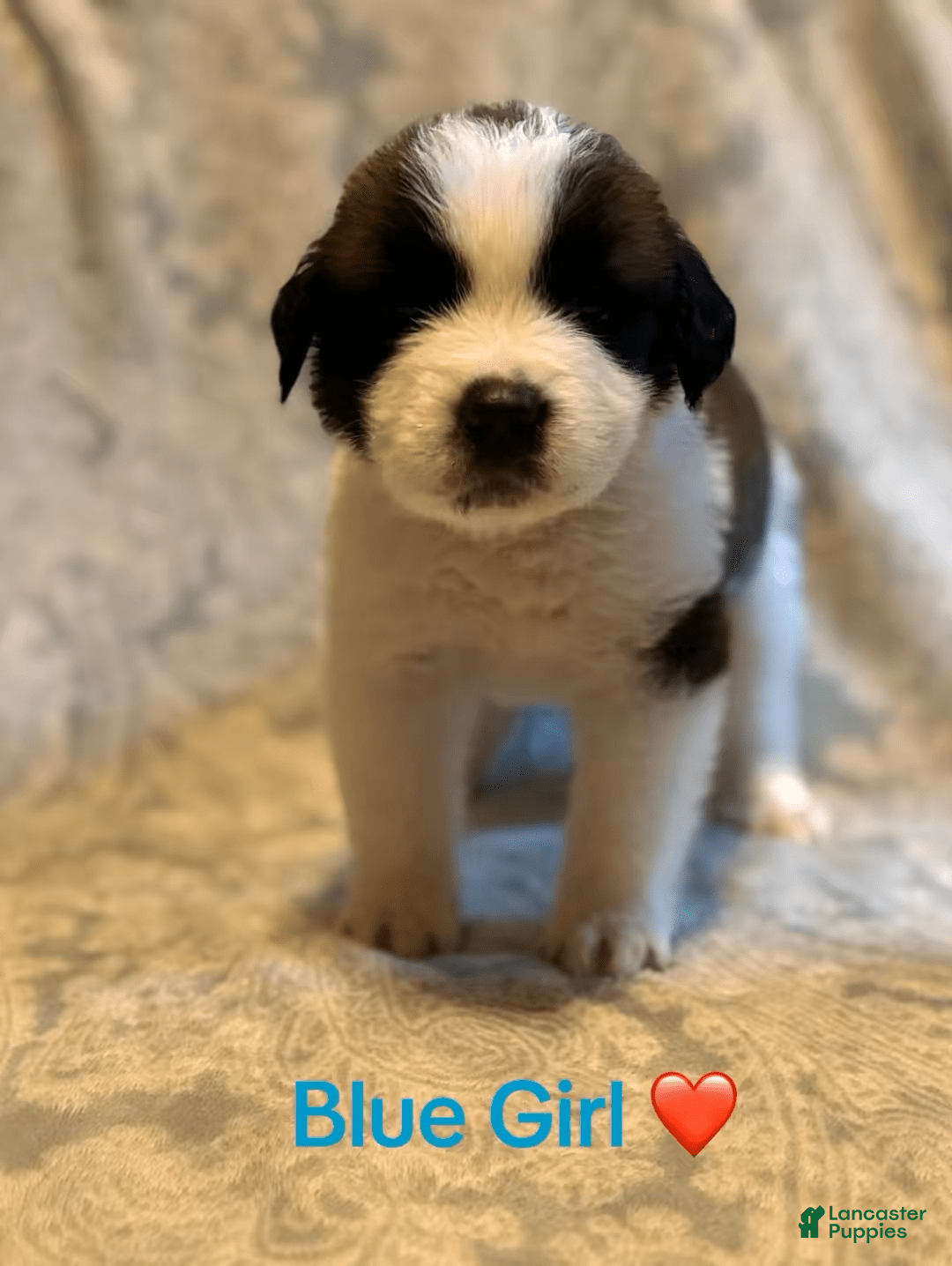 Saint Bernard dogs for sale: 14 Saints Available - Image 28