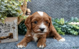 Cavapoo dogs for sale: Cavapoo 5 puppies - Image 5