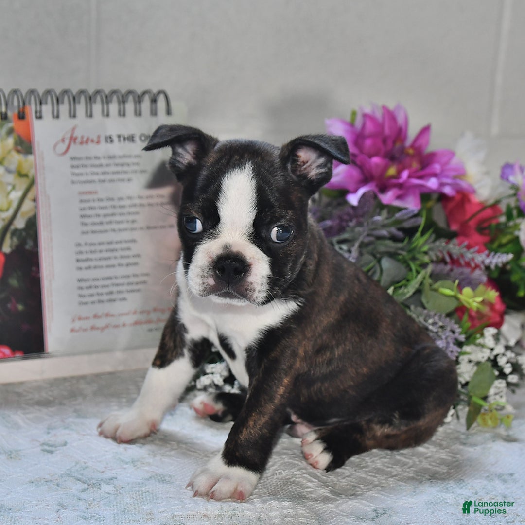 Boston Terrier dogs for sale: Harley - Image 1