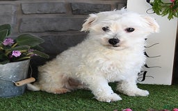 Maltipoo dogs for sale: Bingo - Image 7