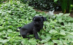 Pug dogs for sale: Pacifica - Image 2