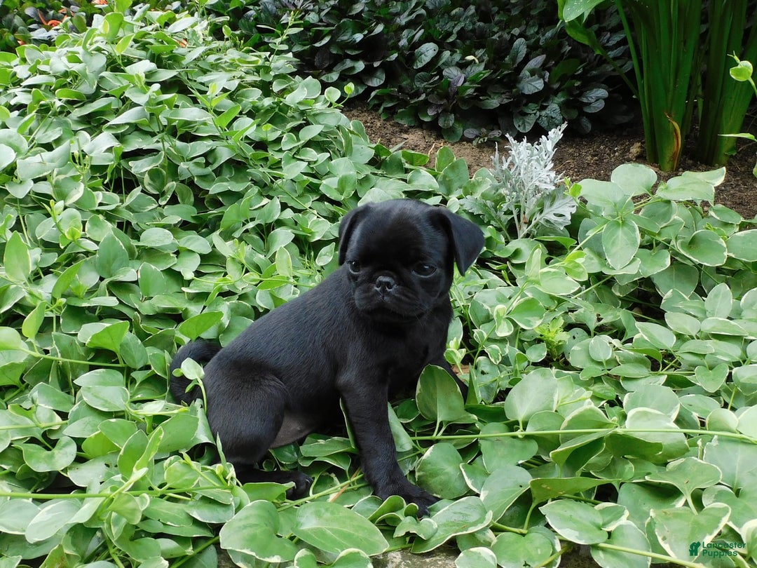Pug dogs for sale: Pacifica - Image 2