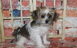 Shorkie dogs for sale: Hailey - Image 2