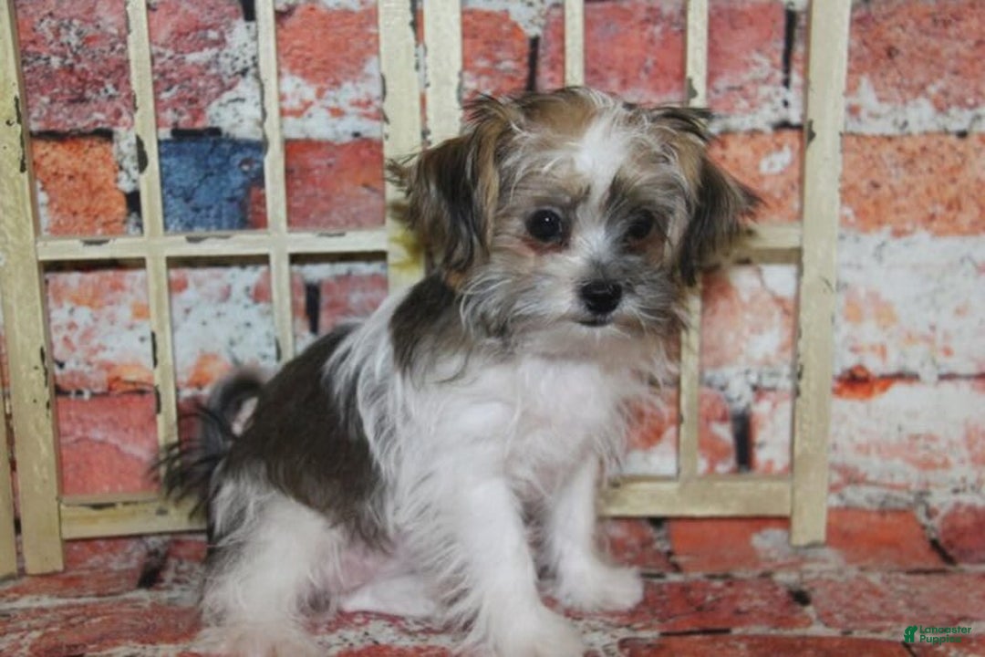Shorkie dogs for sale: Hailey - Image 2
