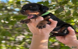 Doberman Pinscher dogs for sale: Green Collar - Image 9