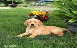 Goldador dogs for sale: Stella - Image 3