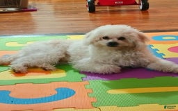 Shihpoo dogs for sale: Pomshihpoo Male Puppy🖤 - Image 8
