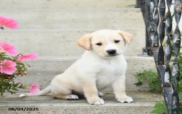 Jack Russell Terrier dogs for sale: Lucas - Image 3