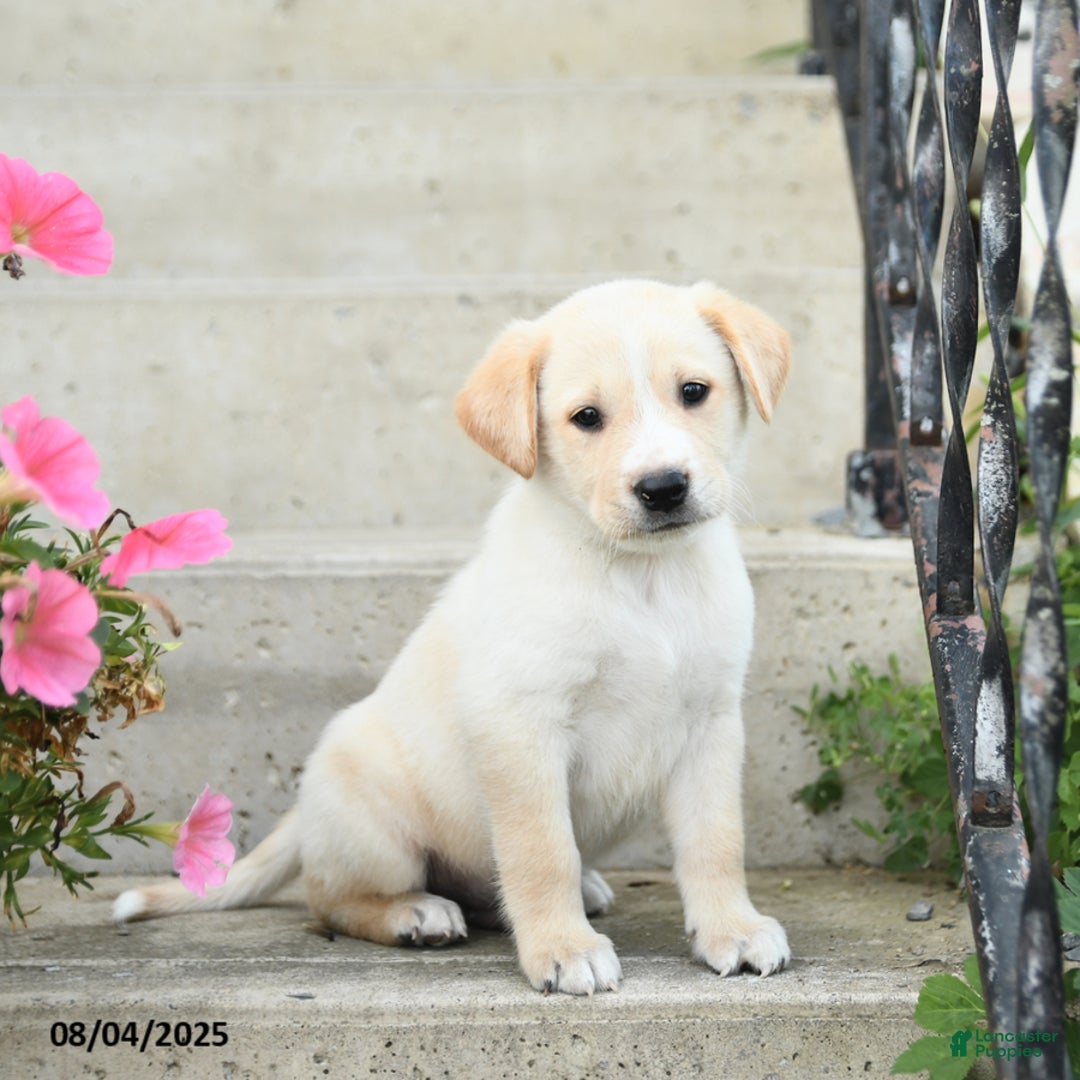 Jack Russell Terrier dogs for sale: Lucas - Image 3