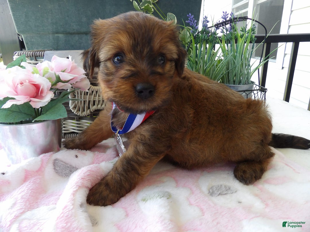 Yorkiepoo dogs for sale: Yorkiepoo 4 puppies - Image 6