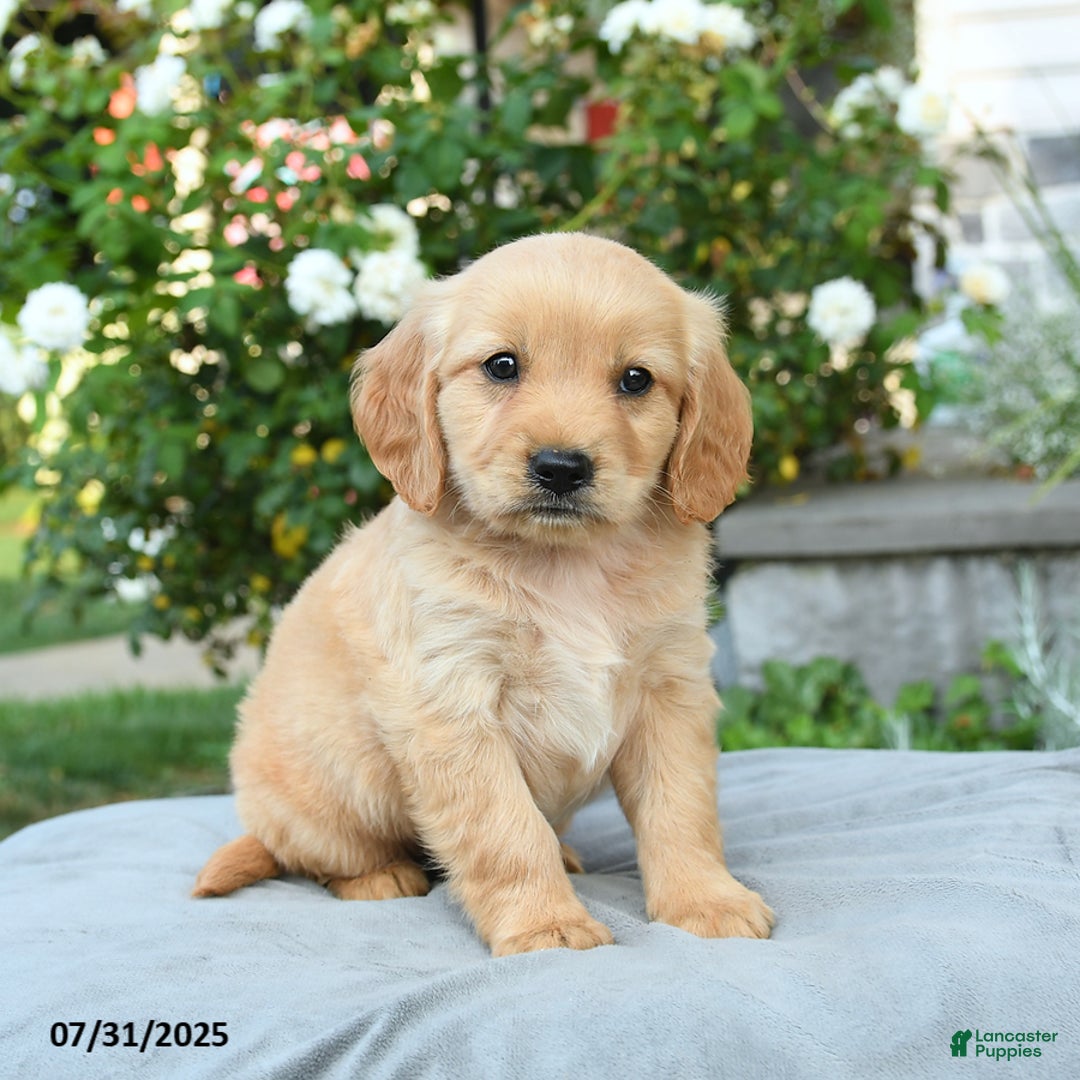 Miniature Golden Retriever dogs for sale: Sterling - Image 2