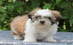 Shih Tzu dogs for sale: Alex - Image 3