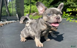 French Bulldog dogs for sale: Luna - Image 7