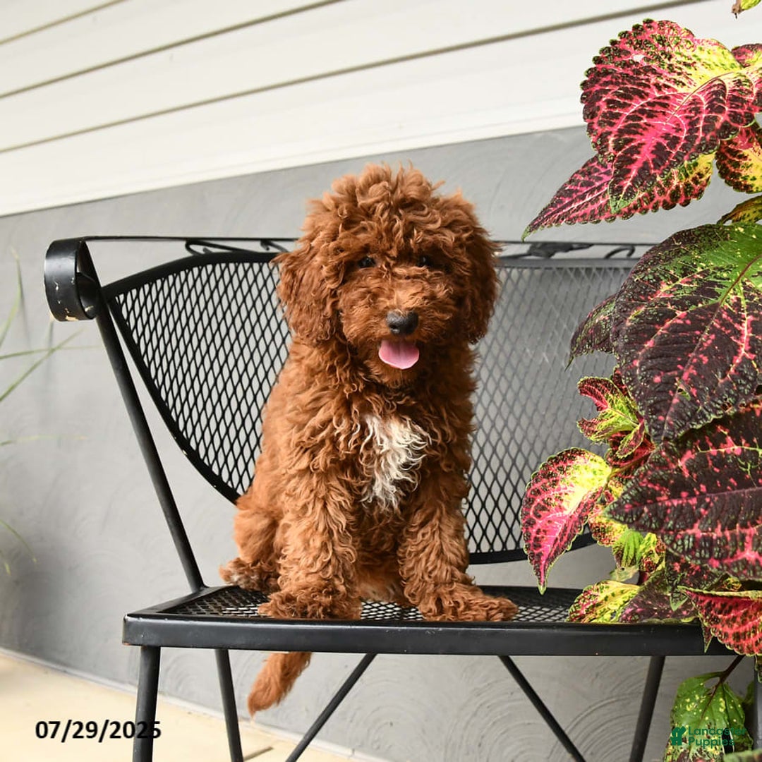 Mini Goldendoodle dogs for sale: Lacey - Image 4