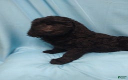 Goldendoodle dogs for sale: Goldendoodle 5 puppies - Image 7
