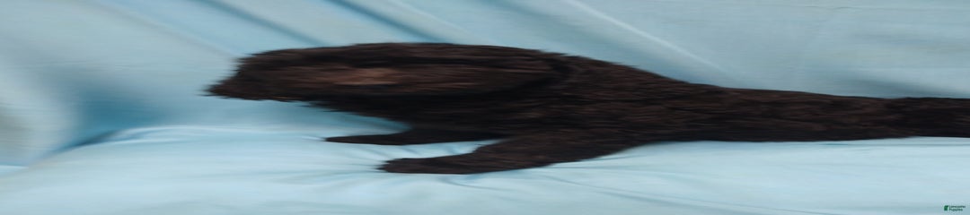 Onyx