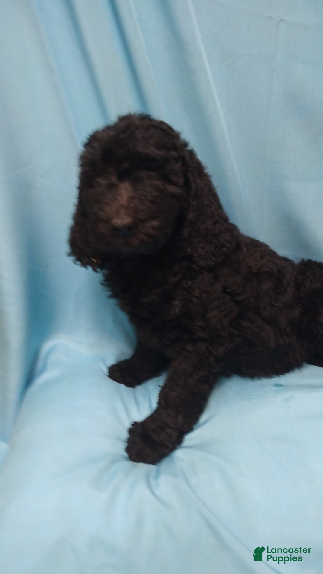 Goldendoodle dogs for sale: Goldendoodle 5 puppies - Image 7