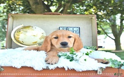 Golden Retriever dogs for sale: Aleigha - Image 5