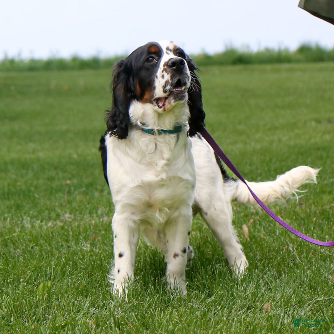 Saint Berdoodles dogs for sale: Buddy - Image 16