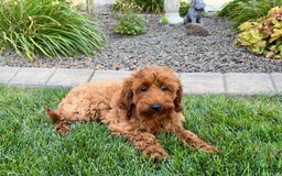 Cockapoo dogs for sale: Shellie - Image 4