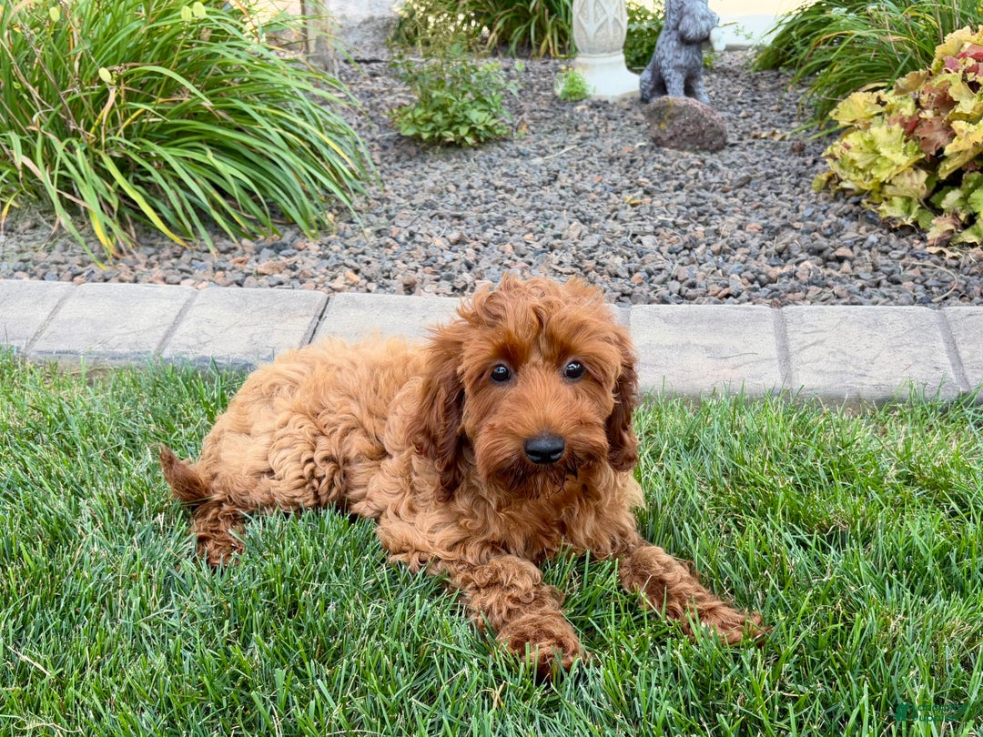 Cockapoo dogs for sale: Shellie - Image 4