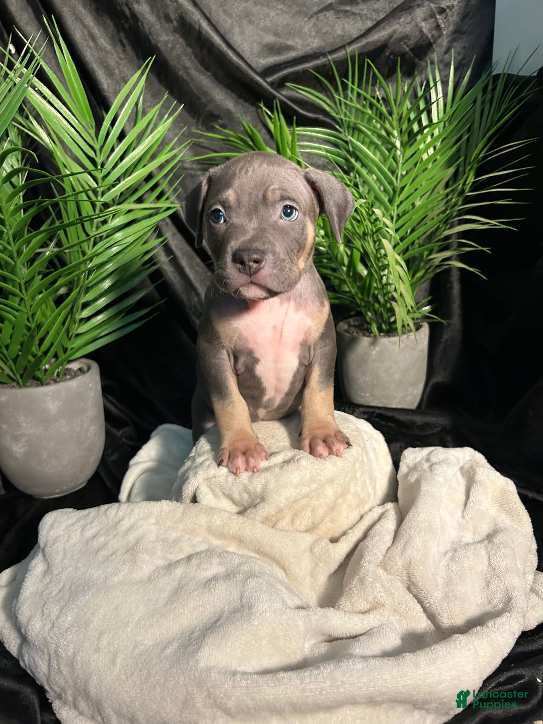 American Bully dogs for sale: Wolf - Image 3