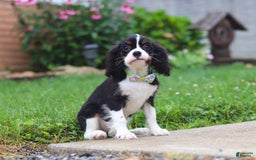 Cavalier King Charles Spaniel dogs for sale: Victor - Image 3