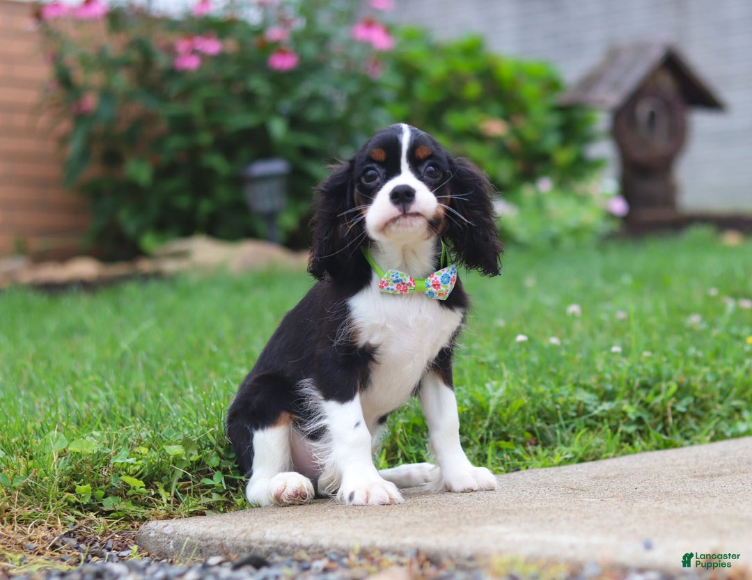 Cavalier King Charles Spaniel dogs for sale: Victor - Image 3