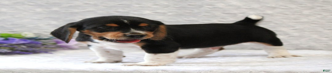 Wilson