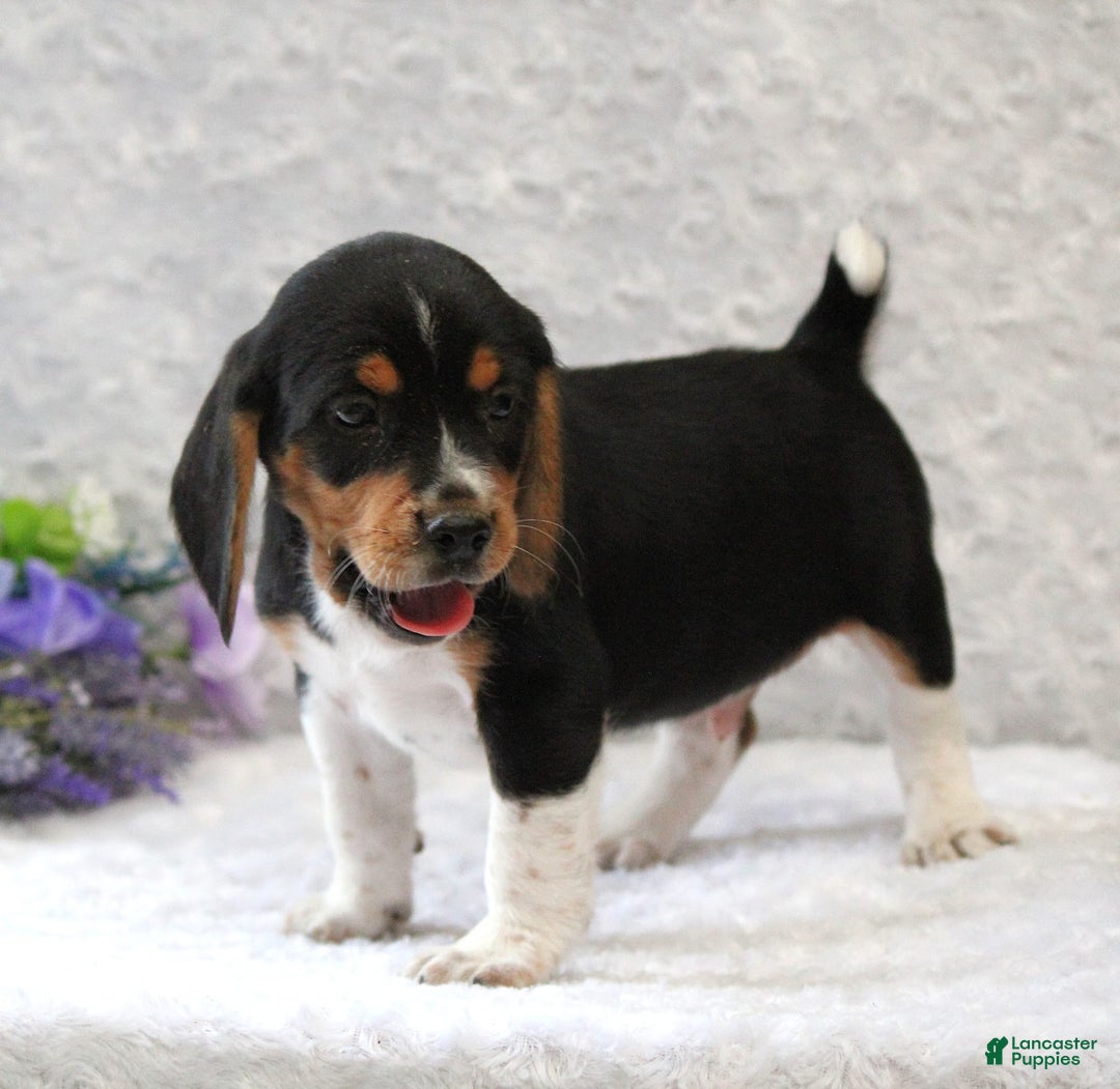 Beagle dogs for sale: Wilson - Image 2