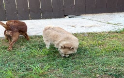 Pomeranian dogs for sale: Giovanna - Image 13