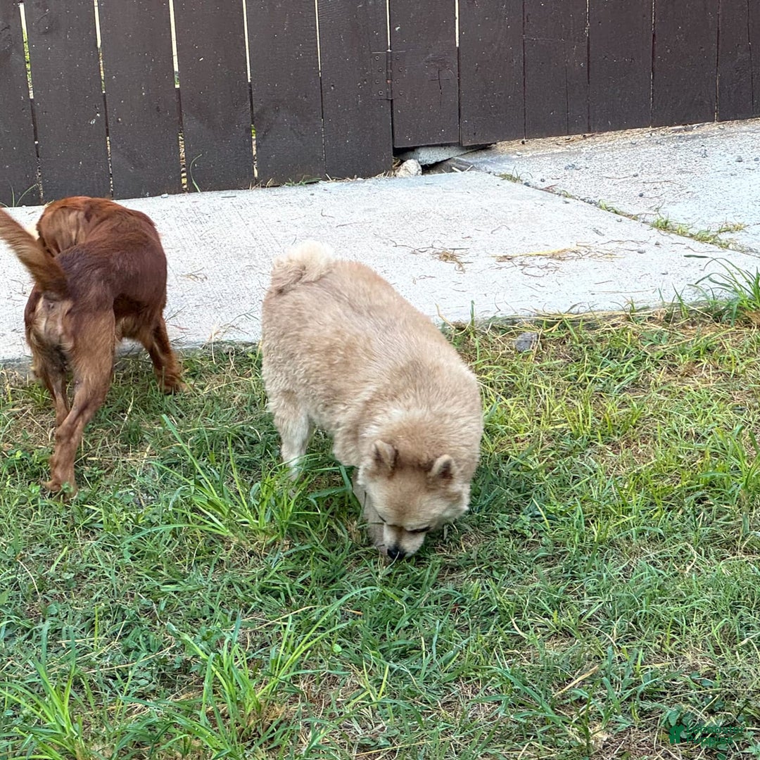 Pomeranian dogs for sale: Giovanna - Image 13