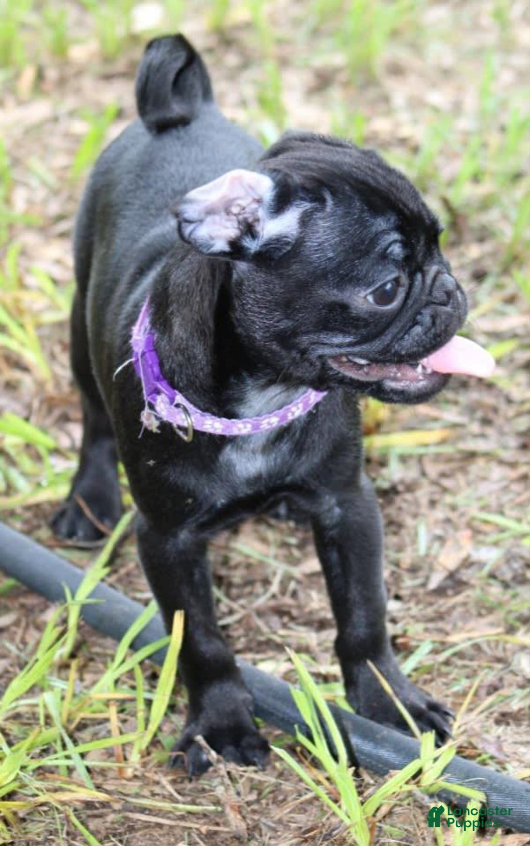 Pug dogs for sale: Penny - Image 2