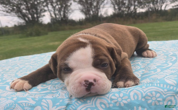 American Bulldog dogs - Advert 17