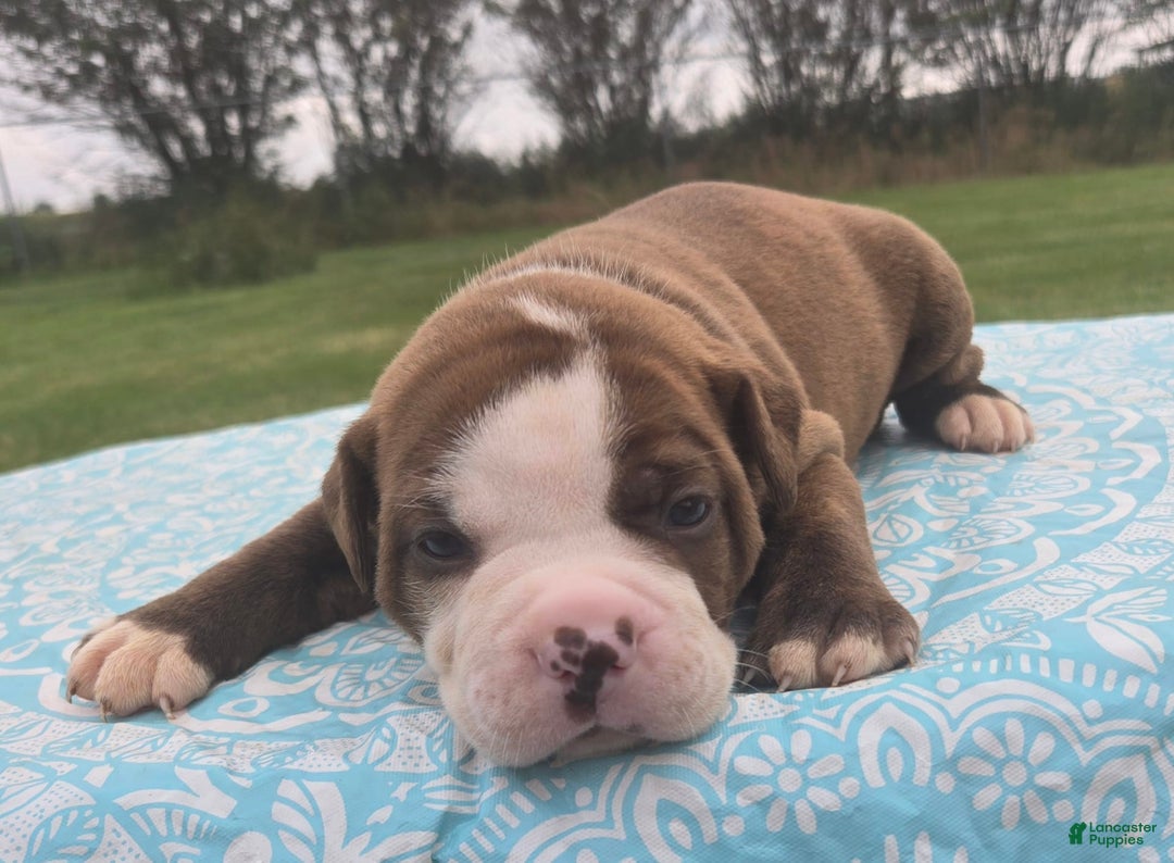 American Bulldog dogs for sale: Miss Honey - Listing for pets: Miss Honey, Matilda, Miss Trenchbell, Harry - Image 1