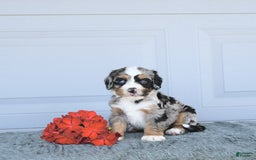 Miniature Bernese Mountain Dog dogs for sale: Hank - Image 1