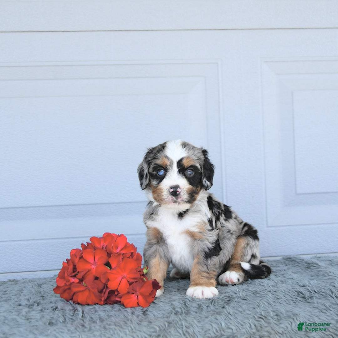 Miniature Bernese Mountain Dog dogs for sale: Hank - Image 1
