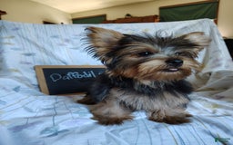 Yorkshire Terrier dogs for sale: Daffodil - Image 6