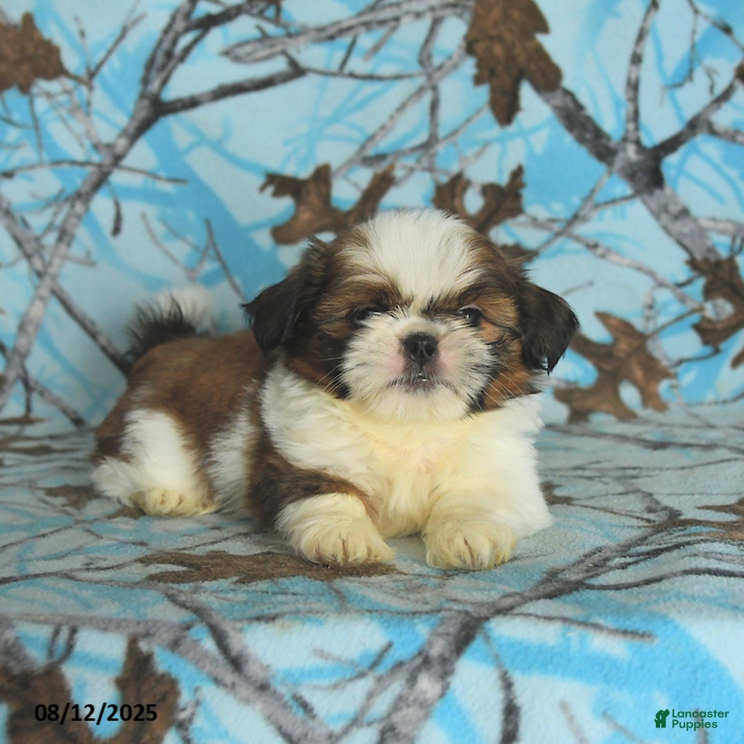 Shih Tzu dogs for sale: Stetson - Image 3