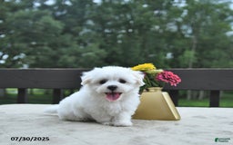 Maltese dogs for sale: Tommy - Image 1