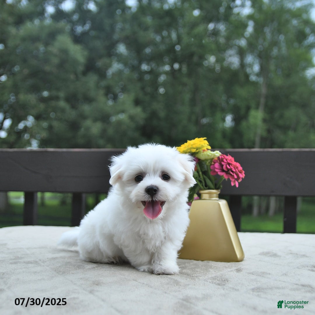 Maltese dogs for sale: Tommy - Image 1