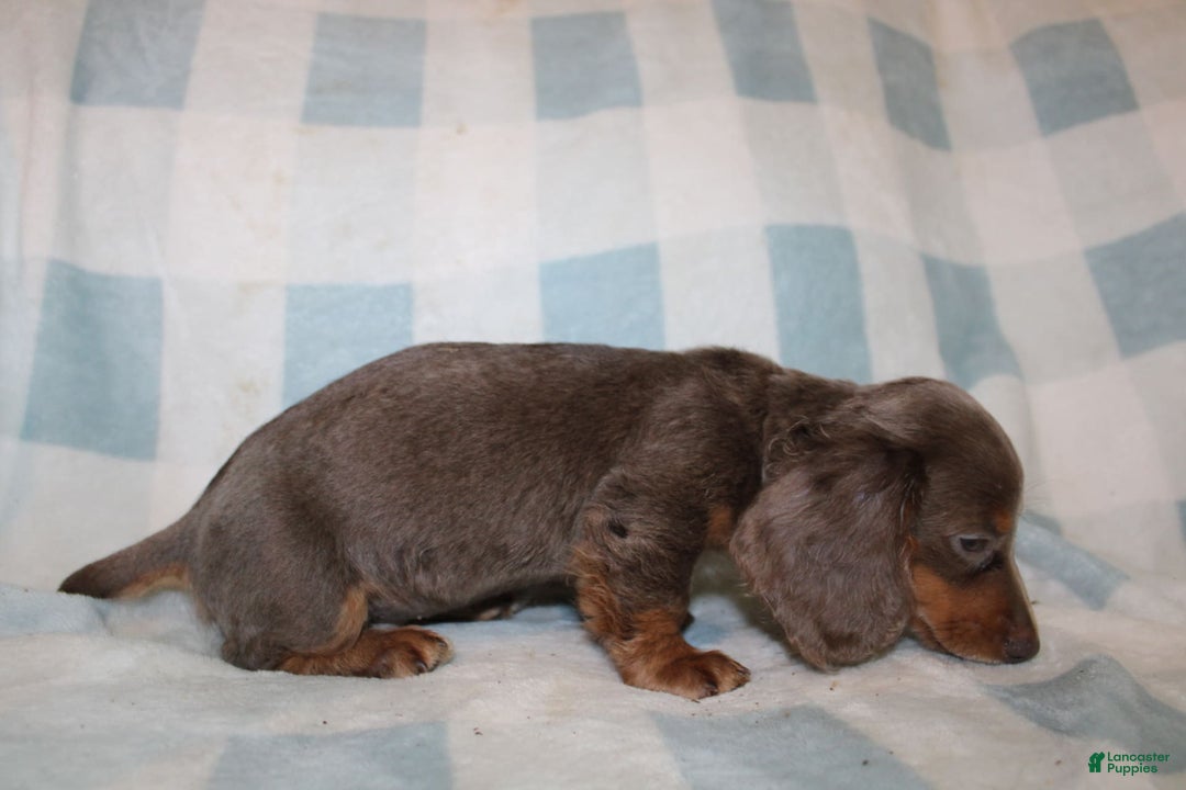Miniature Dachshund dogs for sale: Bingo - Image 5