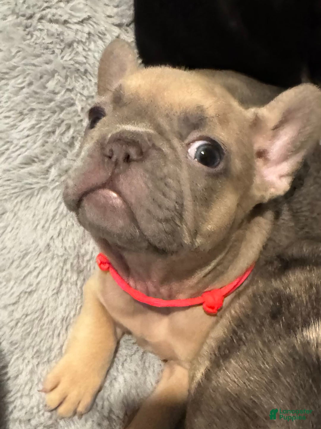 French Bulldog dogs for sale: Blessing - Image 1