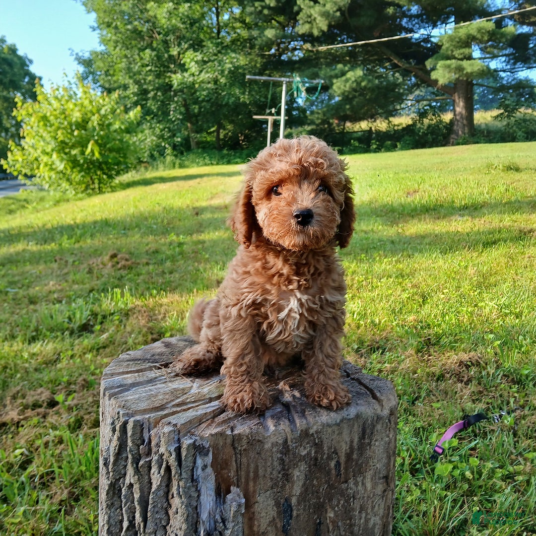 Cavapoo dogs for sale: Sharla - Image 1