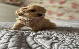 Maltipoo dogs for sale: Cindy - Image 4