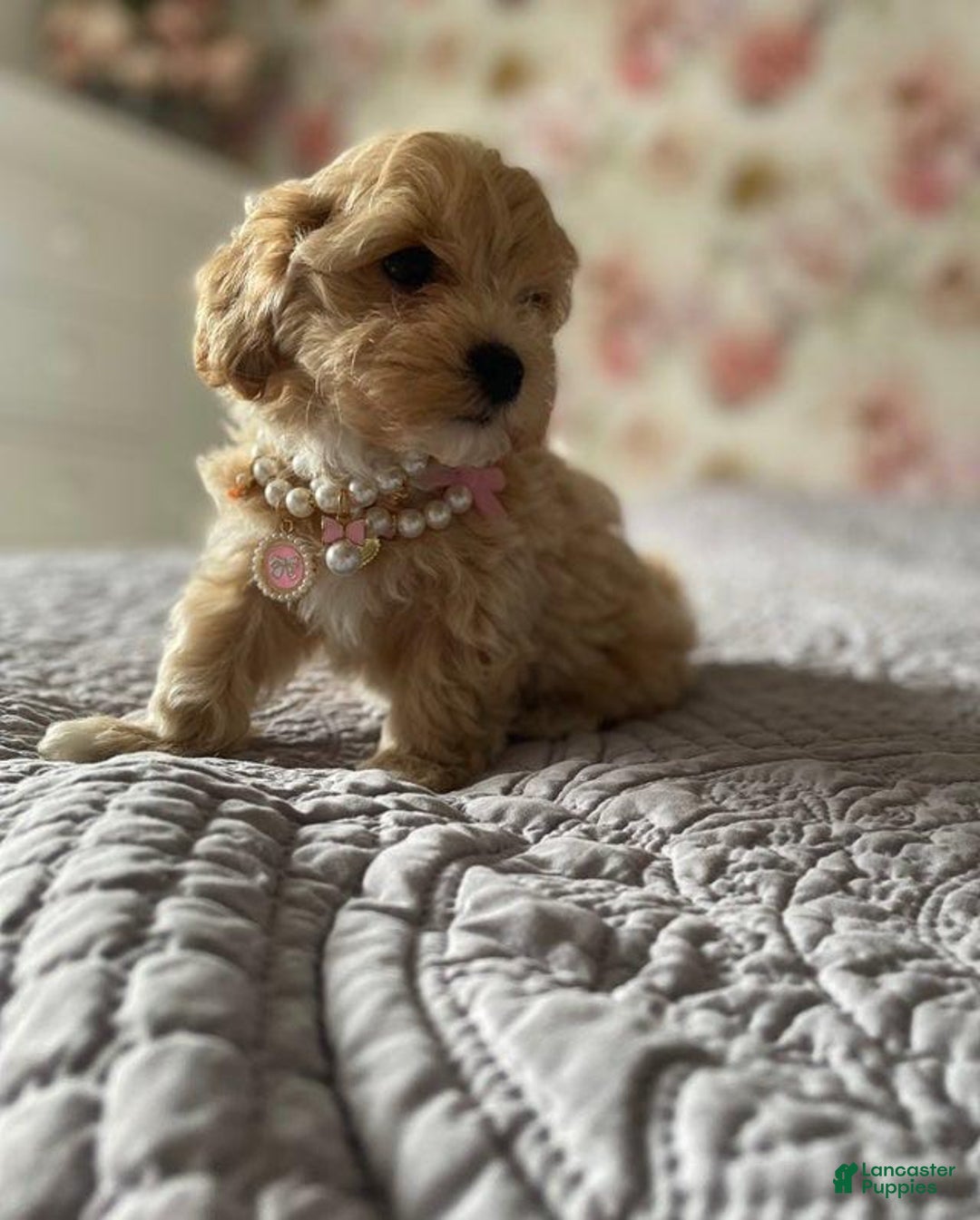 Maltipoo dogs for sale: Cindy - Image 4