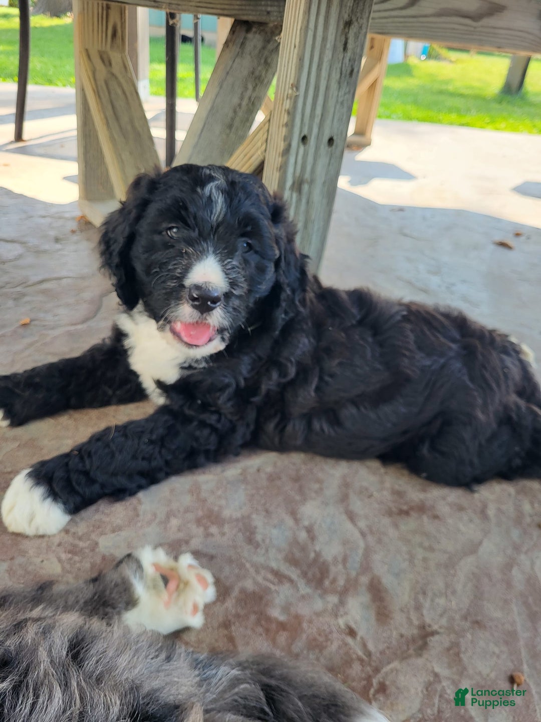 Bernedoodle dogs for sale: Tux - Image 6