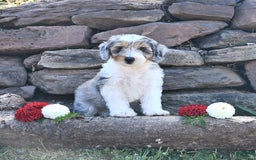 Aussiedoodle dogs for sale: Marble - Image 5