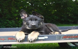 German Shepherd dogs for sale: Jeffry - Image 6